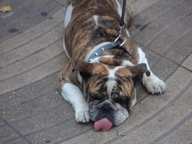 Mastino non da guardia